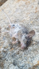 Peromyscus gambelii