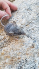 Peromyscus gambelii