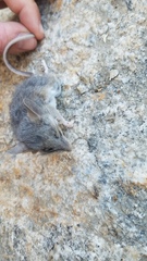 Peromyscus gambelii