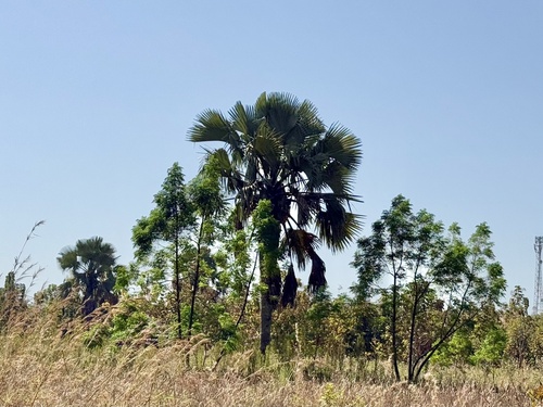 borassus palm