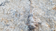 Peromyscus gambelii