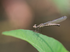 Libellago lineata