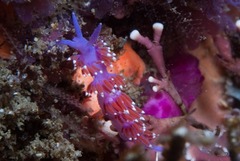 Paraflabellina funeka