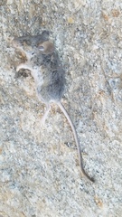 Peromyscus gambelii