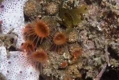 Isozoanthus capensis