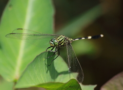 Orthetrum sabina