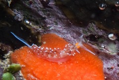 Cratena capensis