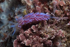 Phyllodesmium horridum