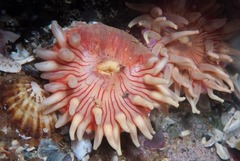 Anthostella stephensoni