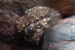 Acanthochitona garnoti