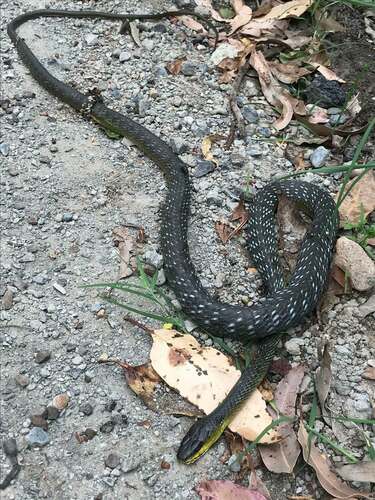 Common Tree Snake sighting