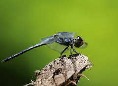 Potamarcha congener