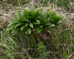 Lilium debile