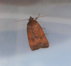 Noctua interjecta