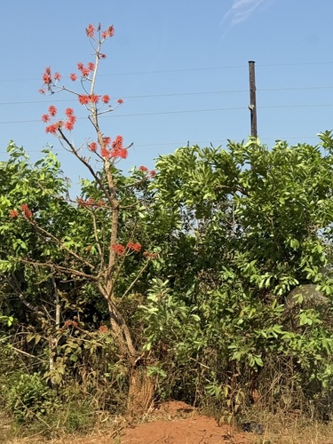 Redhot Poker Tree