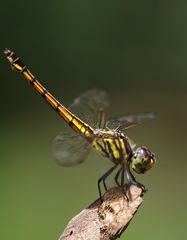 Potamarcha congener