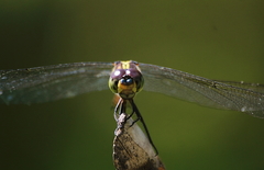 Potamarcha congener