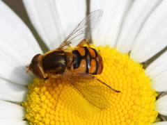 Parhelophilus obsoletus