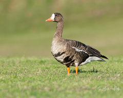Greater White-Fronted Goose photo 2