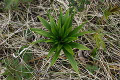 Lilium debile