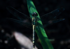 Diplacodes trivialis