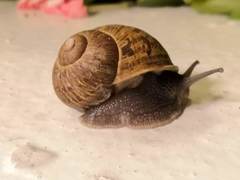 Cornu aspersum
