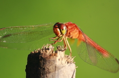 Crocothemis servilia