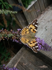 Vanessa cardui