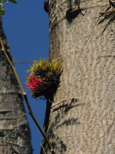 Tillandsia ionantha