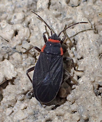 Melacoryphus rubicollis