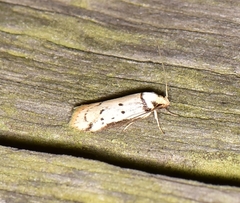 Philobota thiocrossa