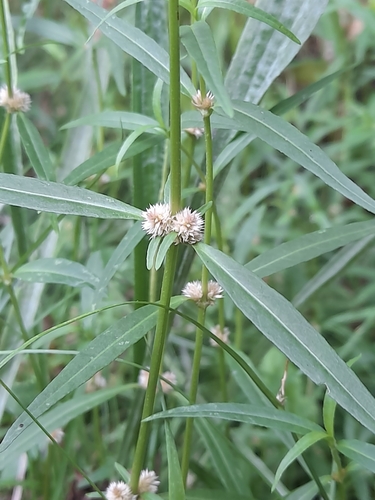 Image of Alternanthera nahui by (c) Flavien Saboureau, some rights reserved (CC BY)