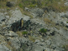 Pseudalcantarea grandis, photograph (c) Mauricio Soto David, some rights reserved (CC BY)