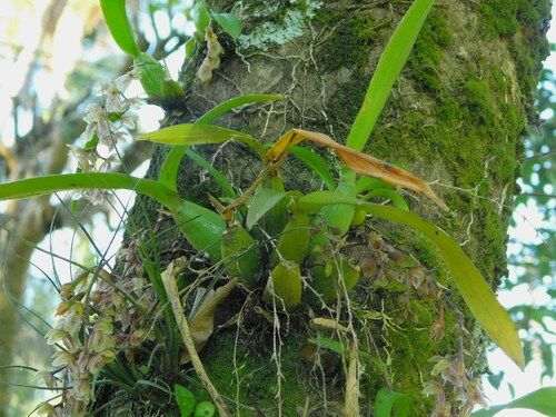 Leochilus oncidioides, photograph 6