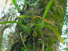 Leochilus oncidioides, photograph (c) Mauricio Soto David, some rights reserved (CC BY)
