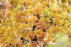 Sphagnum lenense