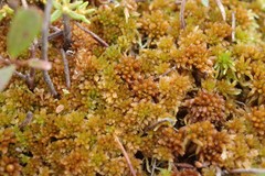 Sphagnum lenense