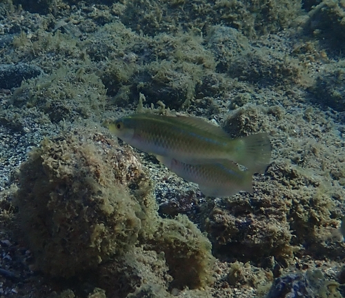 Socorro wrasse (Halichoeres insularis) — Labridae — 5
