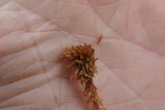 Sphagnum lenense