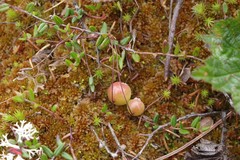Vaccinium microcarpum