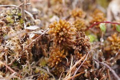 Sphagnum lenense