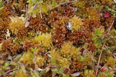 Sphagnum lenense