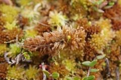Sphagnum lenense