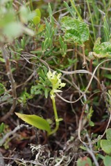 Platanthera tipuloides