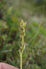 Platanthera tipuloides