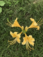 Lycoris traubii, photograph author not stated, no rights reserved