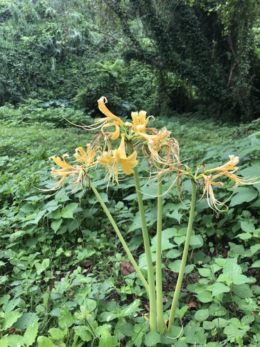 Lycoris traubii, photograph 1
