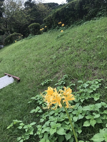 Lycoris traubii, photograph 3
