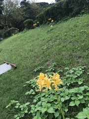 Lycoris traubii, photograph author not stated, no rights reserved