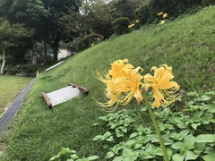 Lycoris traubii